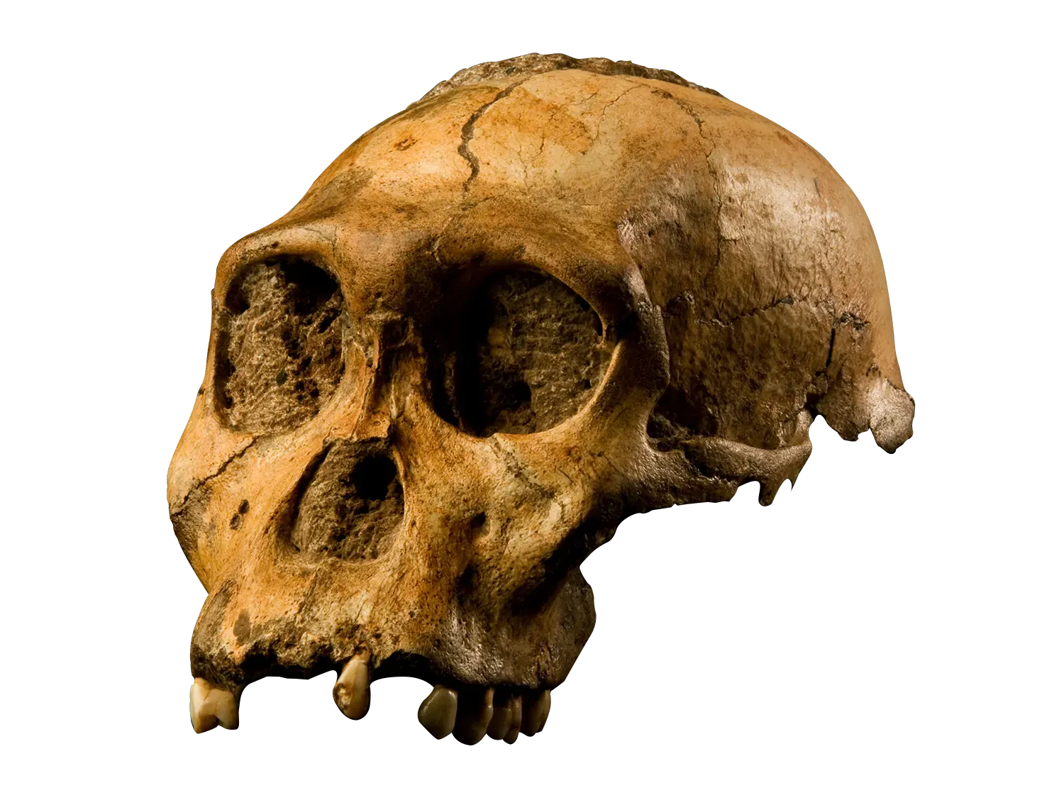 #8 - Australopithecus Sediba, The Skull That Blurs The Line Between Ape And Human (By https://commons.wikimedia.org/wiki/User:Profberger, CC BY-SA 4.0)