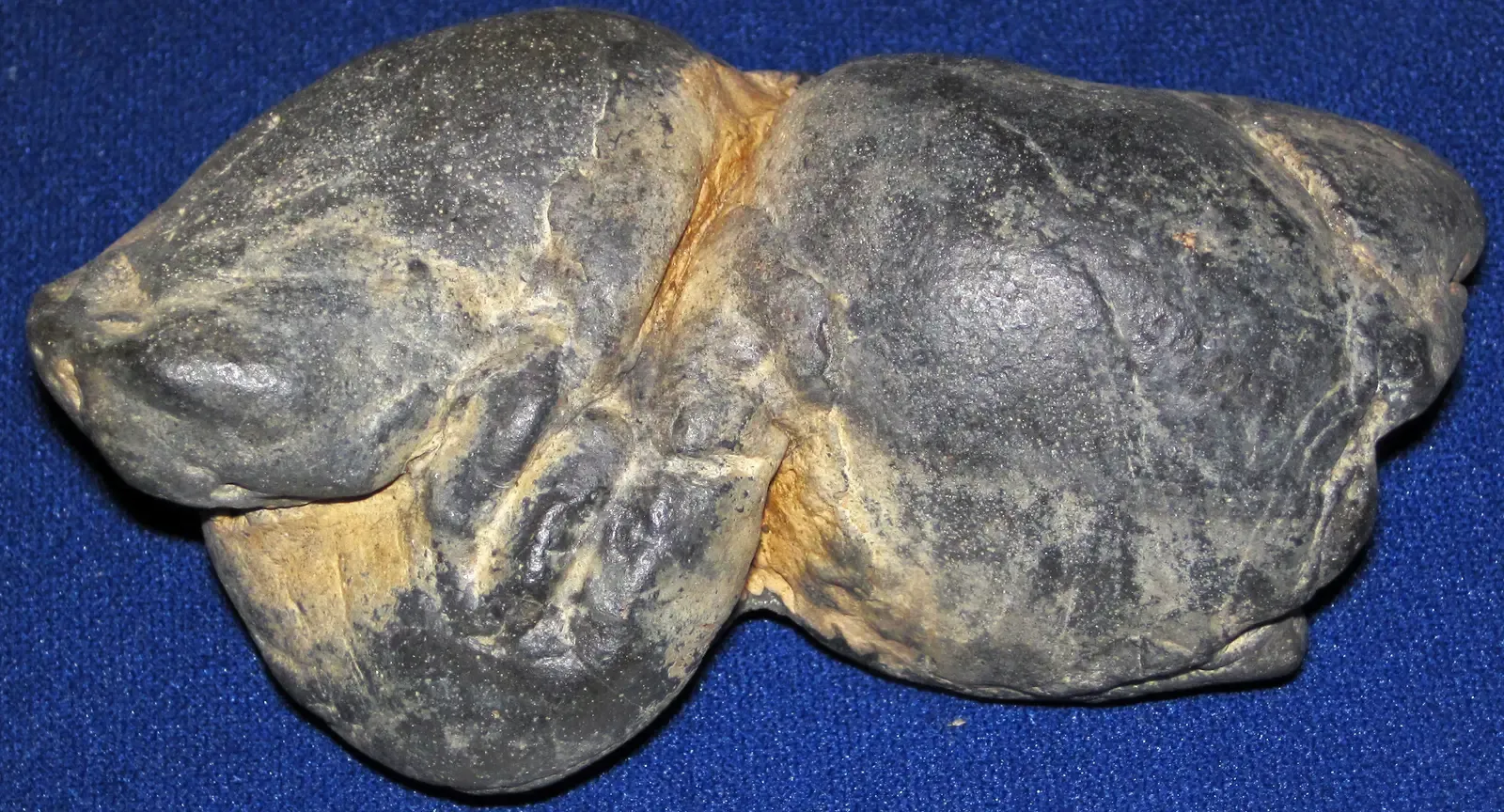 DNA From The Gut: Tracing Who Ate What (And When) (Shark coprolite (Miocene; Cooper River, South Carolina, USA), CC BY 2.0)