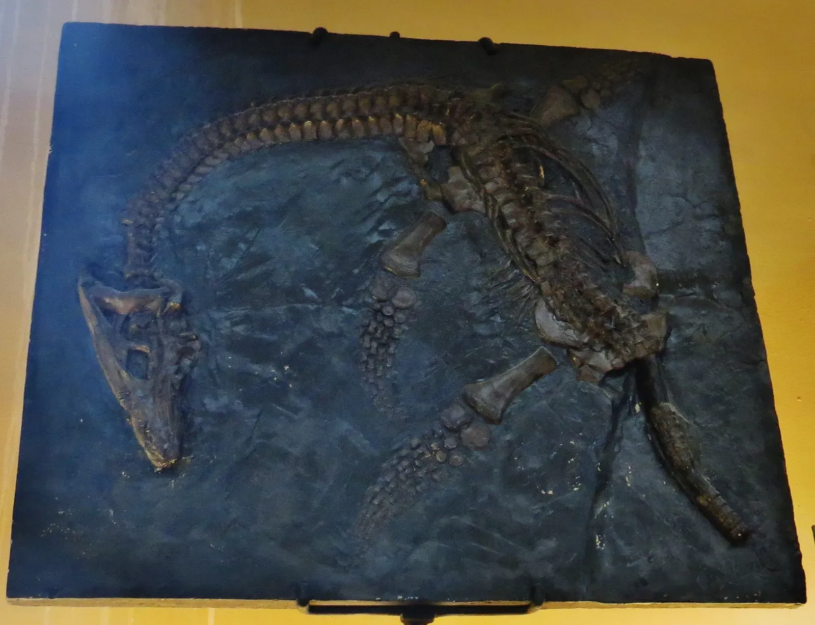 #11 - The Plesiosaurus Skeleton Was Branded a Crude Fake (By Ghedo, CC BY-SA 4.0)