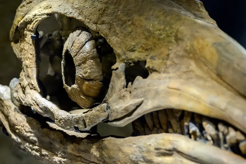 What Giant Eyes Reveal About Ancient Behavior (hape662, Flickr, CC BY 2.0)