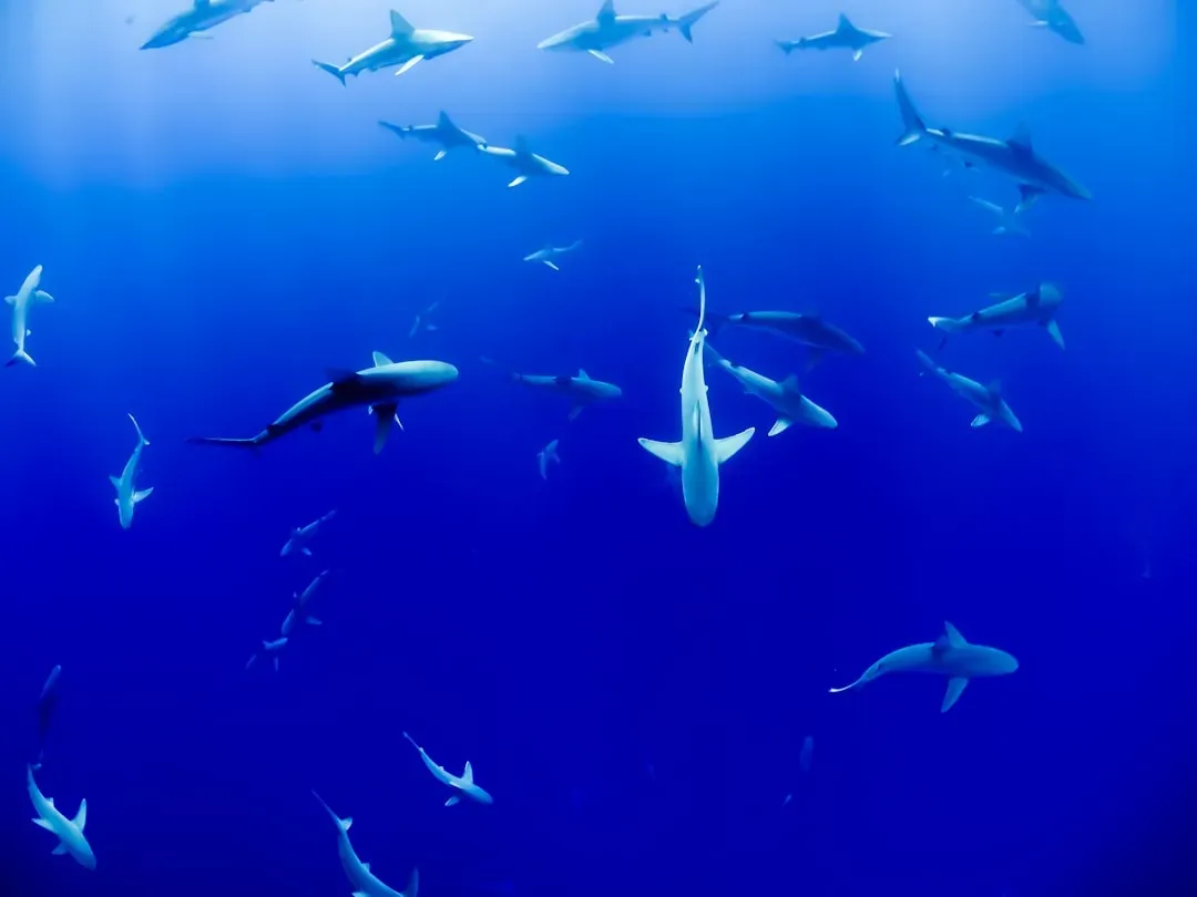 #1 - More Sharks Near the Boat Doesn't Mean More Sharks in the Ocean (Image Credits: Unsplash)