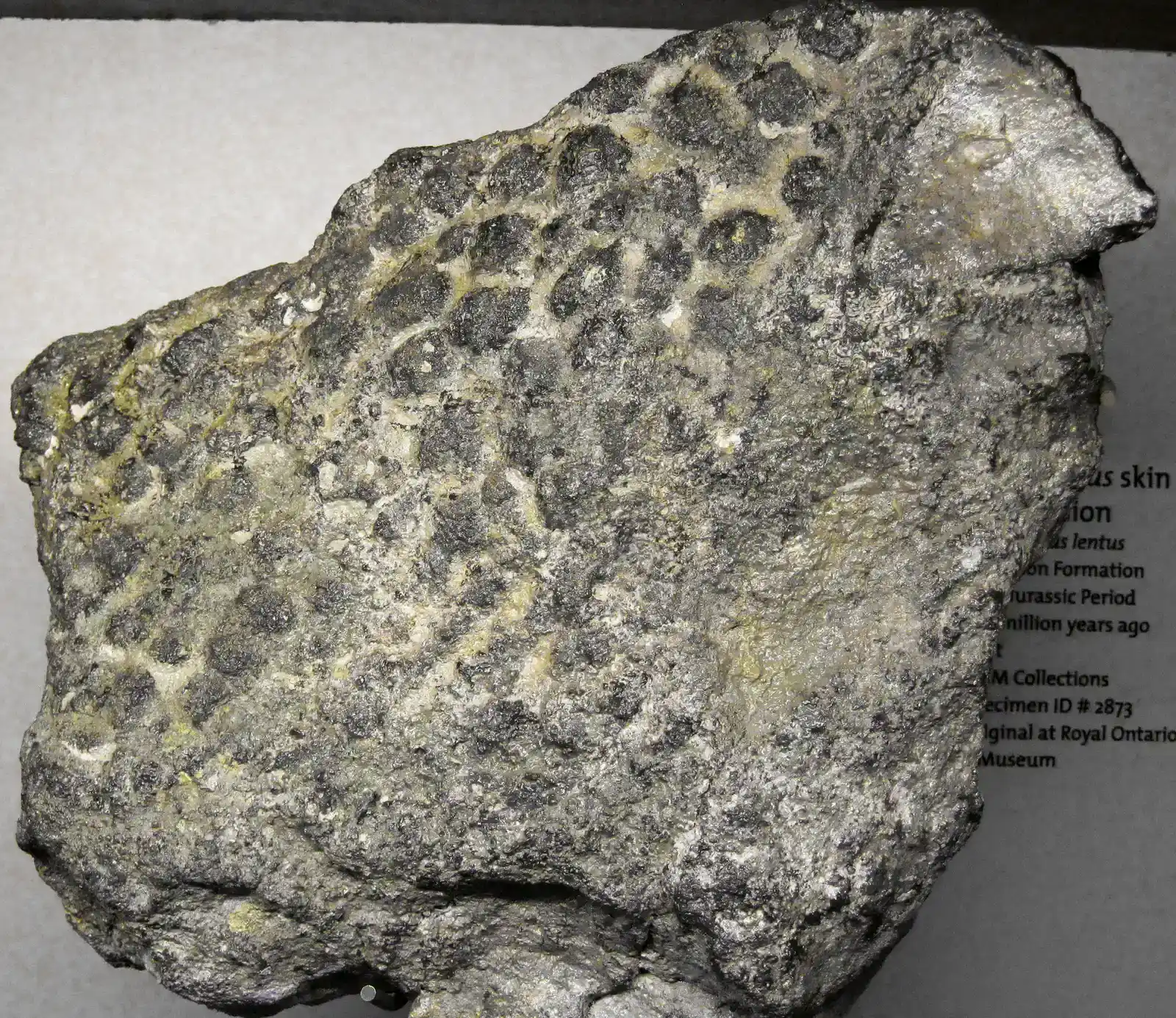 Sauropod Skin Reveals Dinosaurs Were Colorful (Image Credits: Wikimedia)