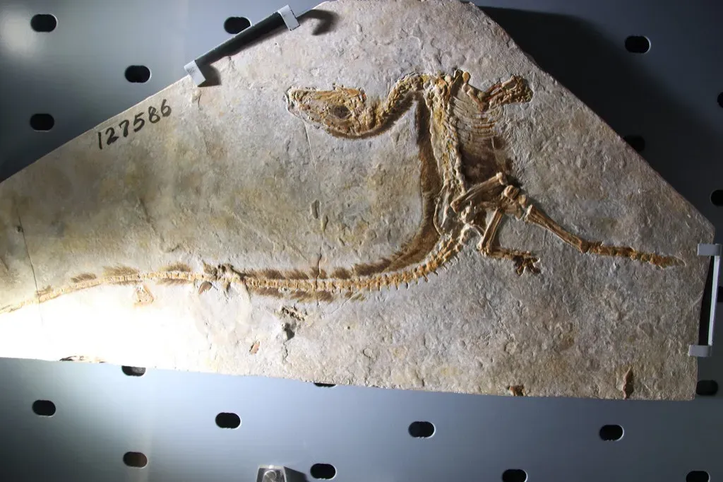 #2 - Meet Sinosauropteryx, the Fossil That Broke the Rules (Image Credits: Flickr)