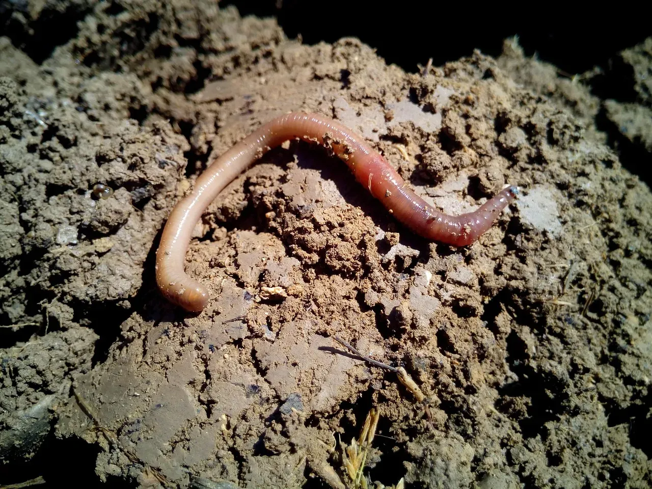 #4 Earthworms Creating an Underground Conveyor Belt (Image Credits: Pixabay)