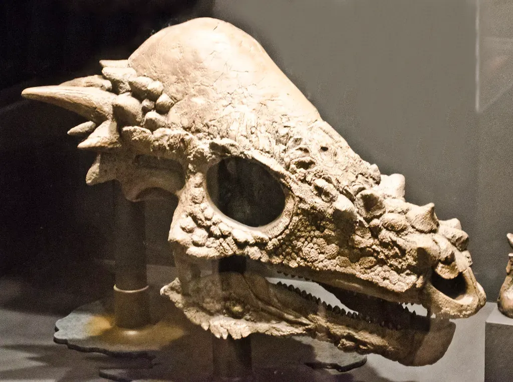The Dome-Headed Mystery That Pushed Back Evolution (Image Credits: Flickr)