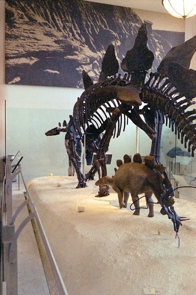 8. Juvenile Stegosaurs Were Not Just Mini Adults - their Armor Changed as They Grew (bellemarematt, Flickr, CC BY-SA 2.0)