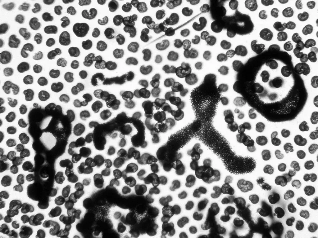 5. Microbes Transforming The Atmosphere With Oxygen (By T.Voekler, CC BY-SA 3.0)