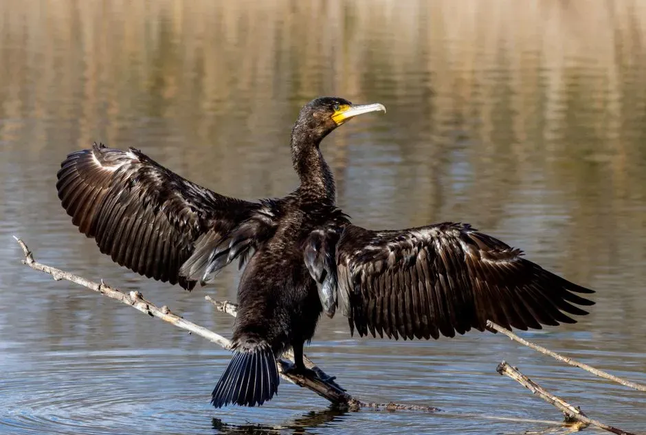 #8 Highly Modified Forelimbs Turned Into Wings (Image Credits: Pexels)