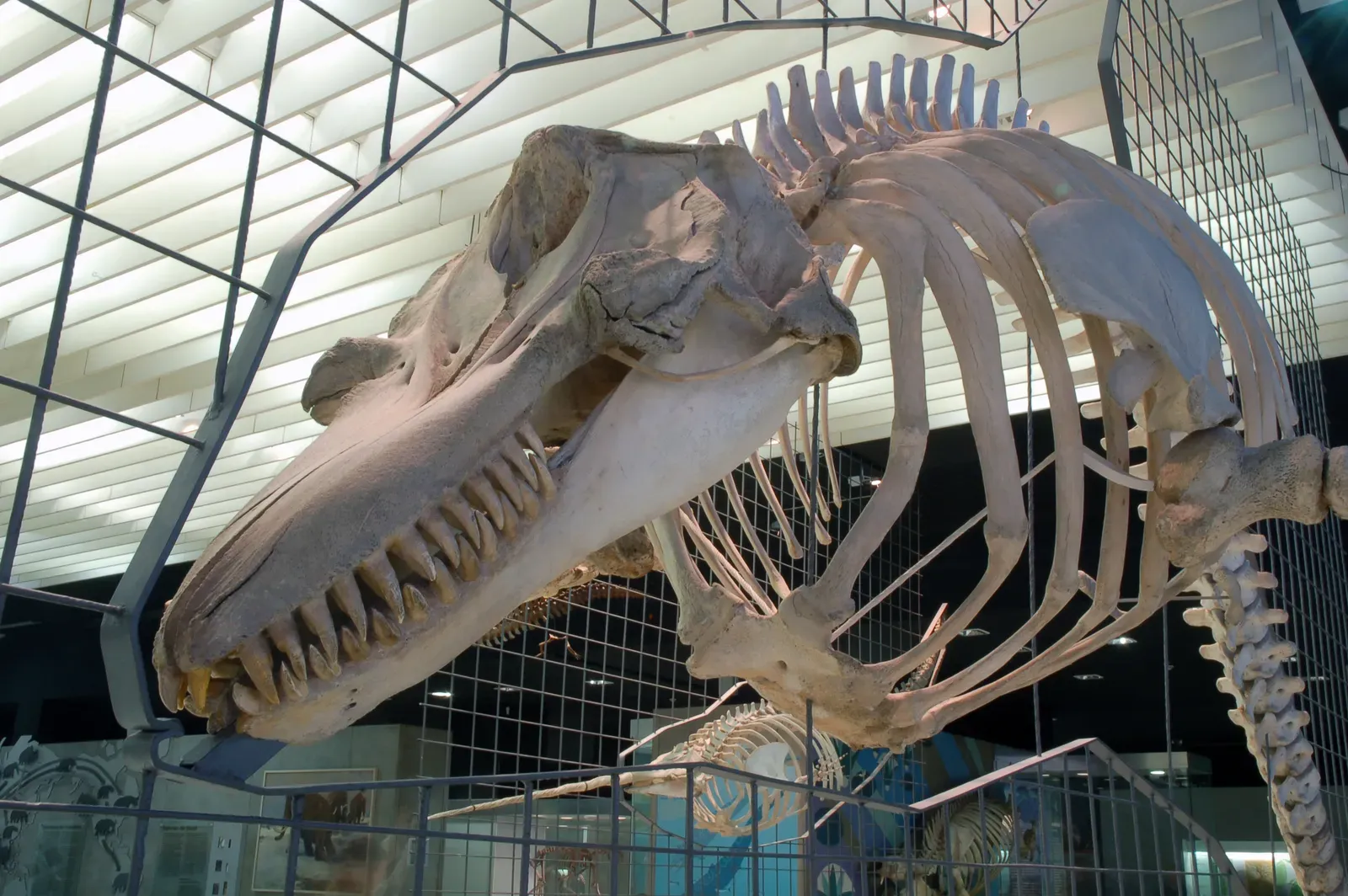 #20 - The Renaissance Sea Monster Made From Multiple Species (EvaK, CC BY-SA 2.5)