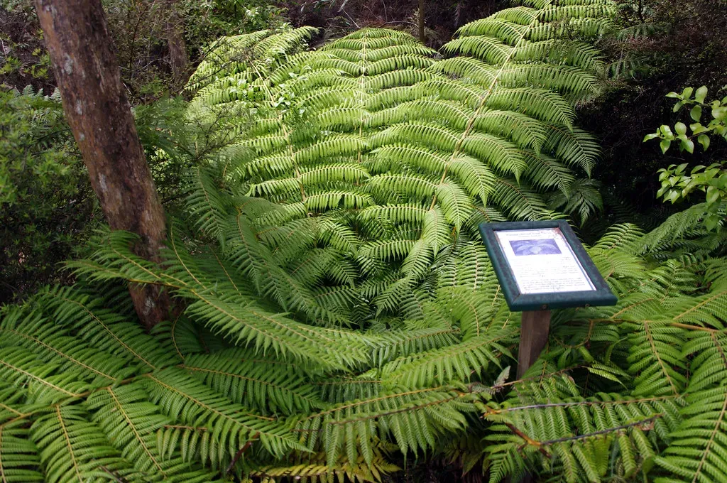 No Flowers, No Grass: A World Before the Most Familiar Plants Existed (Image Credits: Flickr)