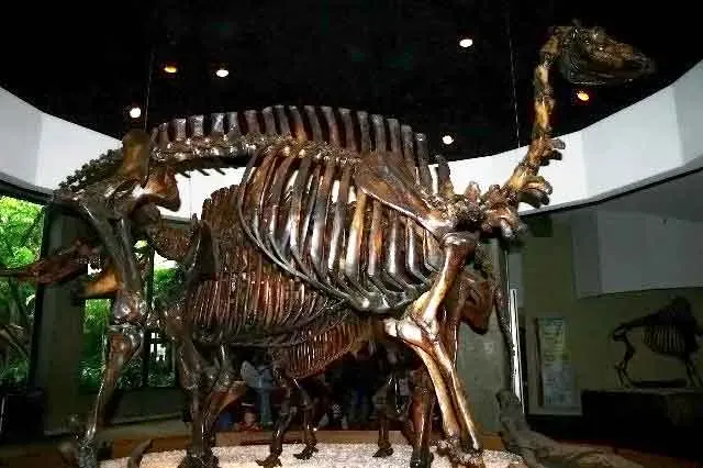 #9 - The Camel That Invented Itself in America, Then Left (By Work of Steven W Riggins, slightly modified by me, CC BY-SA 2.5)