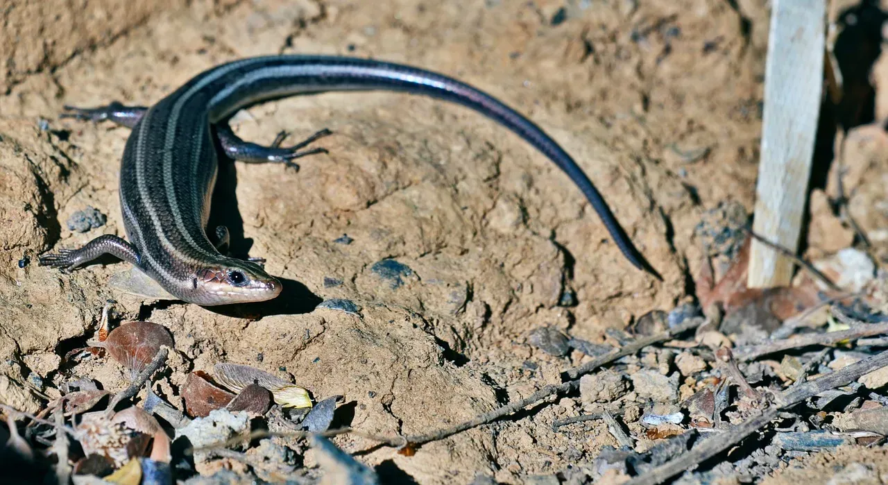 James Bond Forest Lizard: Caribbean Mystery (Image Credits: Pixabay)