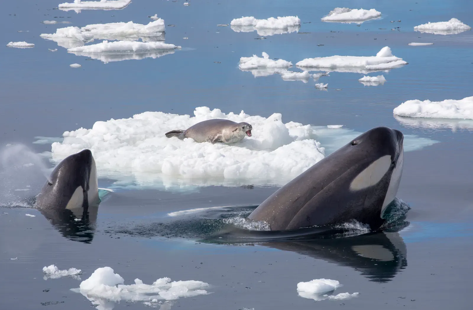 #7 - Orcas Hunt With Strategy That Rivals Human Teams (By Callan Carpenter, CC BY-SA 4.0)