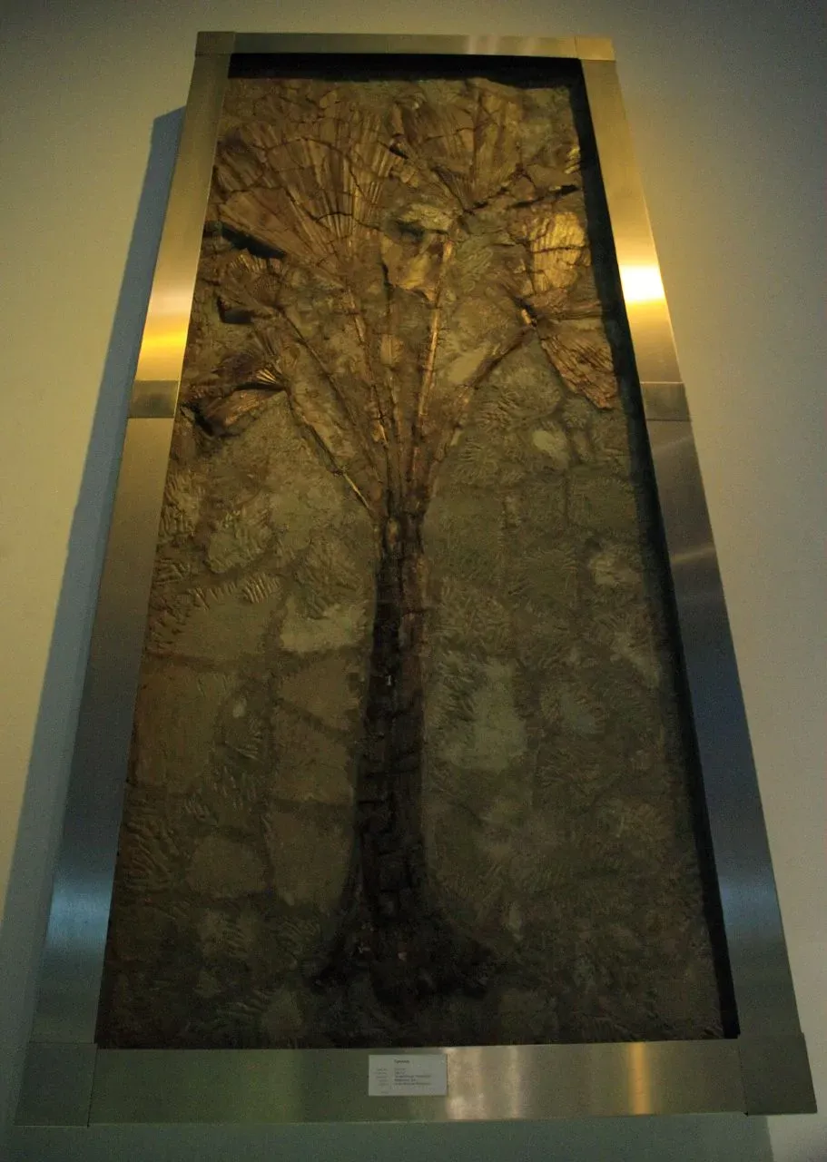 Palm Trees in the North: Evidence That Seems Impossible (Image Credits: Wikimedia)