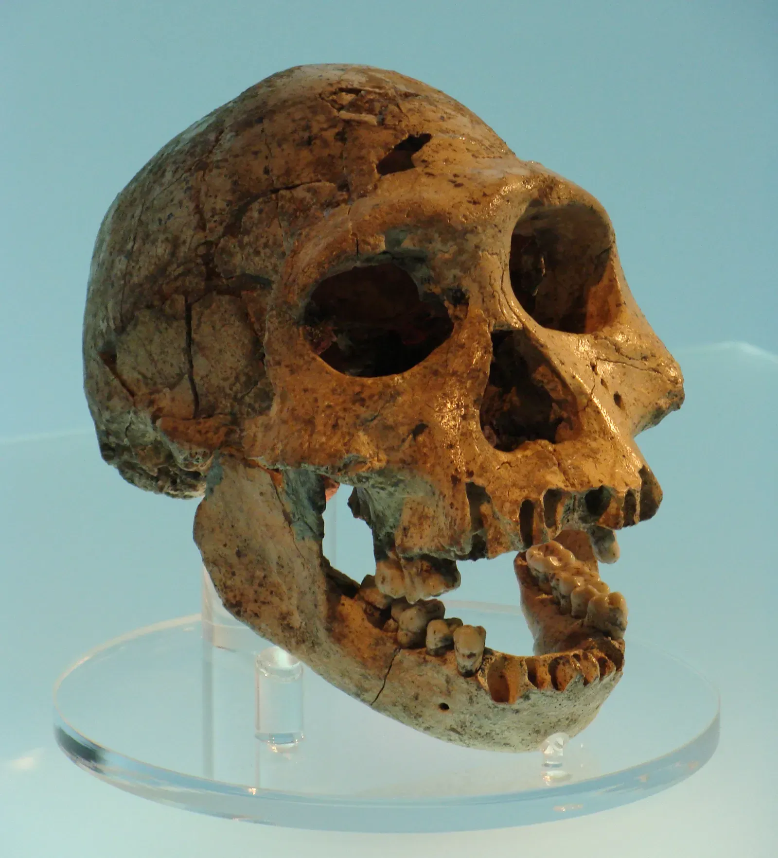 Rethinking Human Evolution (Image Credits: Wikimedia)