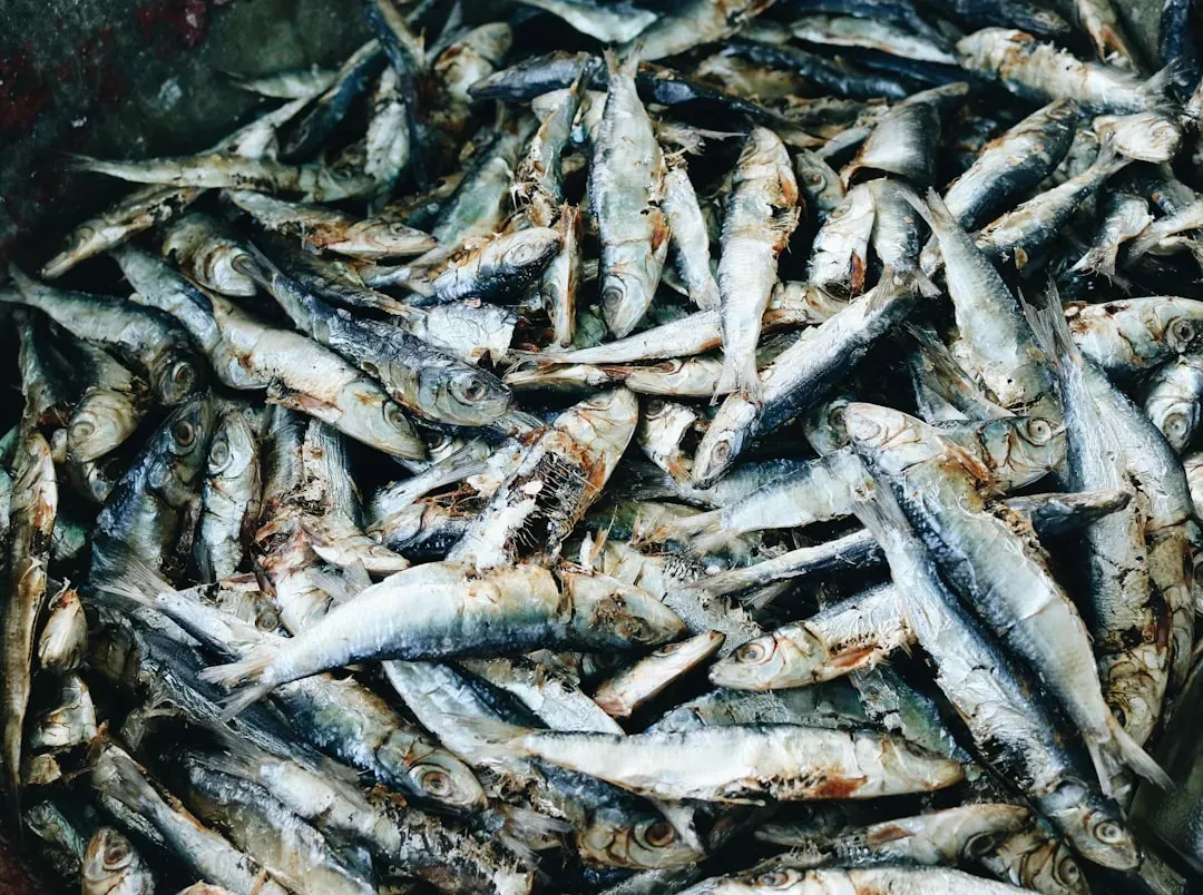 Overfishing Has Accidentally Engineered Smaller Fish (Image Credits: Unsplash)