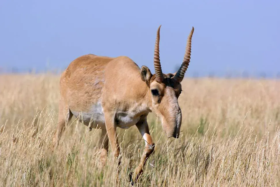 6. The Saiga Antelope's Bizarre Nose: An Ice Age Survivor's Built-In Climate Control (By email from Ej Milner-Gulland, CC BY-SA 4.0)