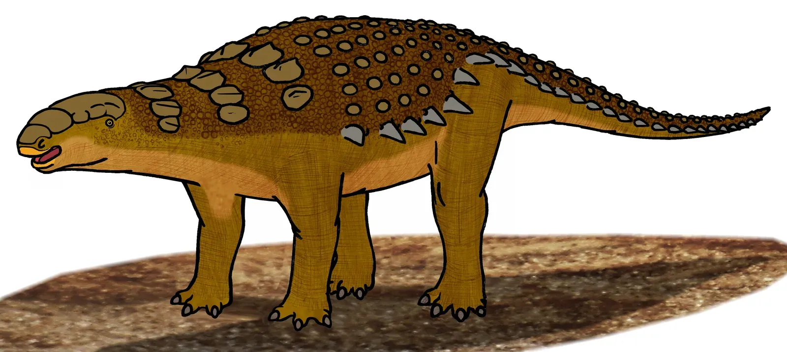 Dinocroton? Not Quite – Meet Edmontonia, the Shoulder-Spiked Bodyguard (By Conty, CC BY 3.0)