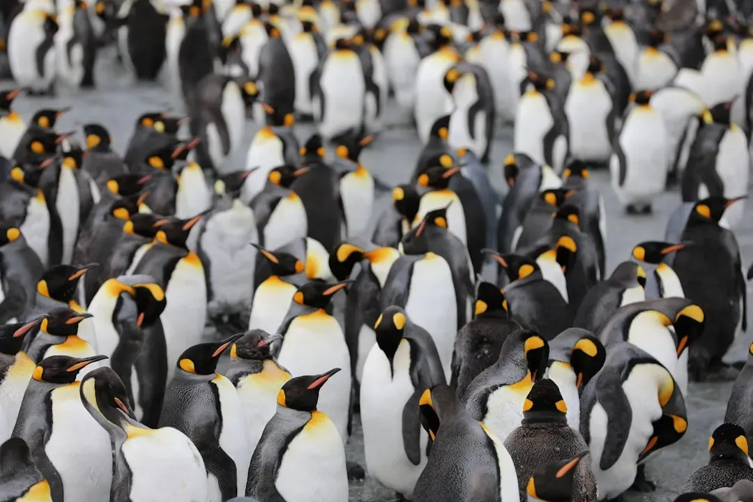 #4 Forming Living Heat Shields Called Huddles (Image Credits: Unsplash)