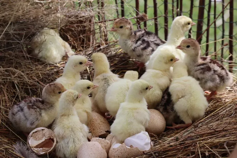 #8: Synchronous Hatching Often Starts with Sly Delays (Image Credits: Pexels)