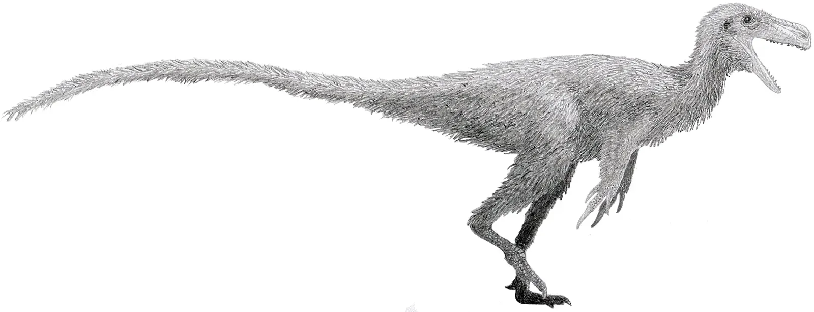 Stokesosaurus: The Early Tyrant (Image Credits: Wikimedia)
