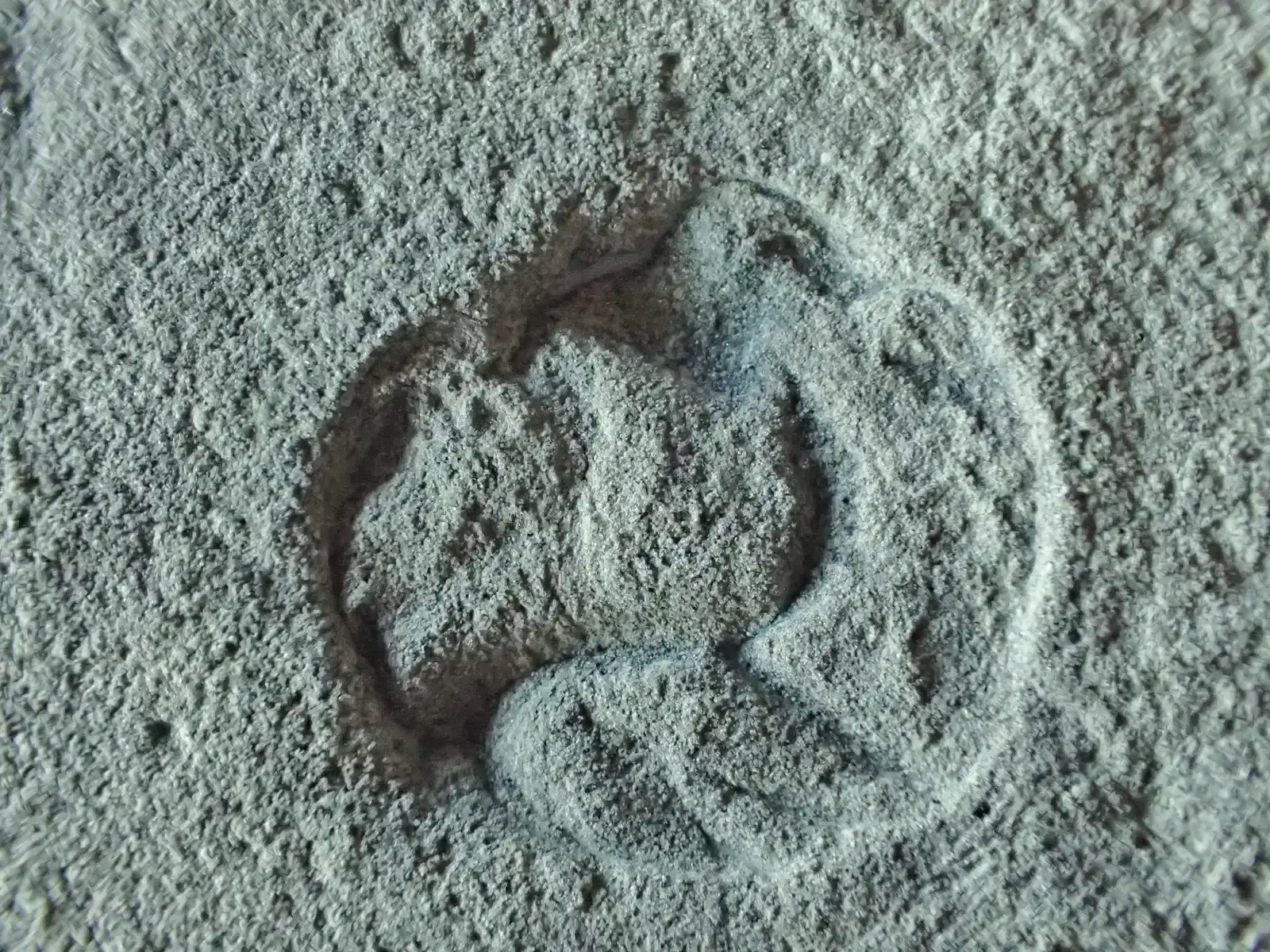 6. The Ediacaran Fossils: Earth's First Animals (By Masahiro miyasaka, CC BY-SA 4.0)