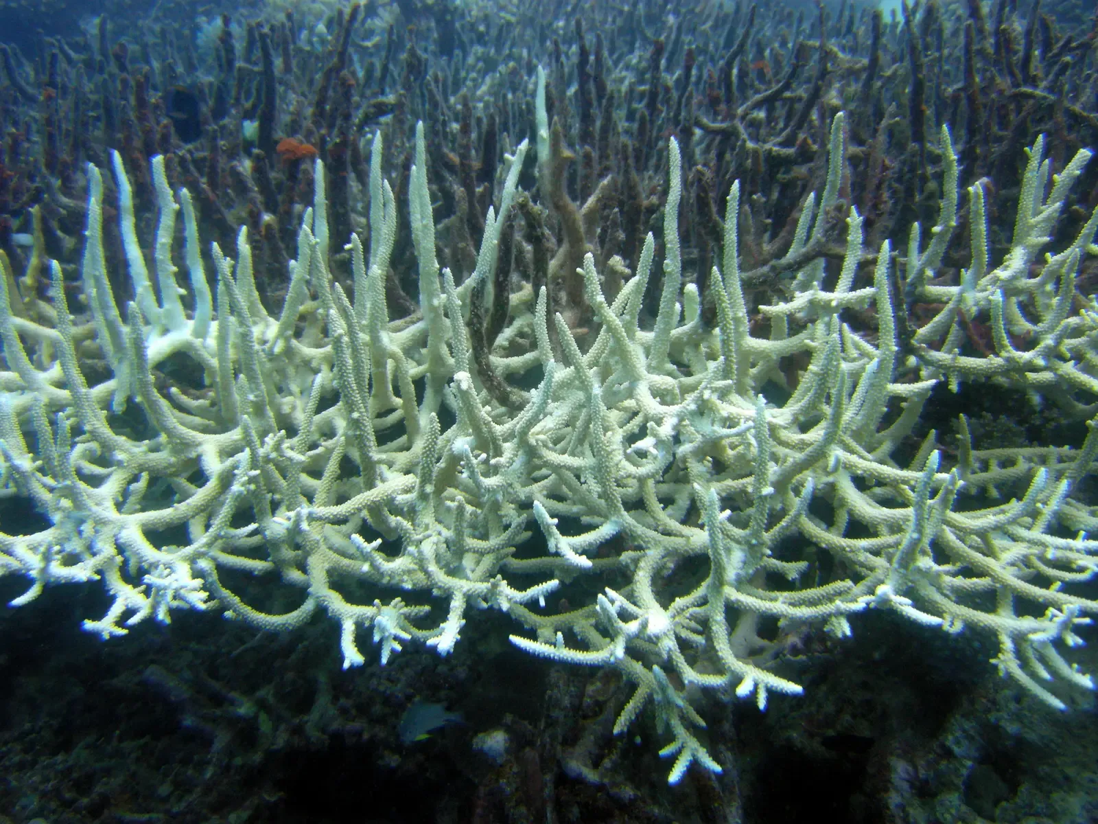 #1 - The Holocene Biodiversity Crisis: A Mass Extinction Without a Clear Threshold (By Matt Kieffer, CC BY-SA 2.0)