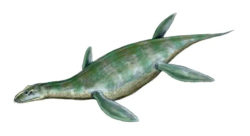 Umoonasaurus – The Small-Headed Plesiosaur With a Surprisingly Large Presence (By Nobu Tamura (http://spinops.blogspot.com), CC BY 2.5)