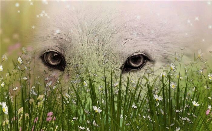 Embracing Your Inner Wolf Energy (Image Credits: Flickr)