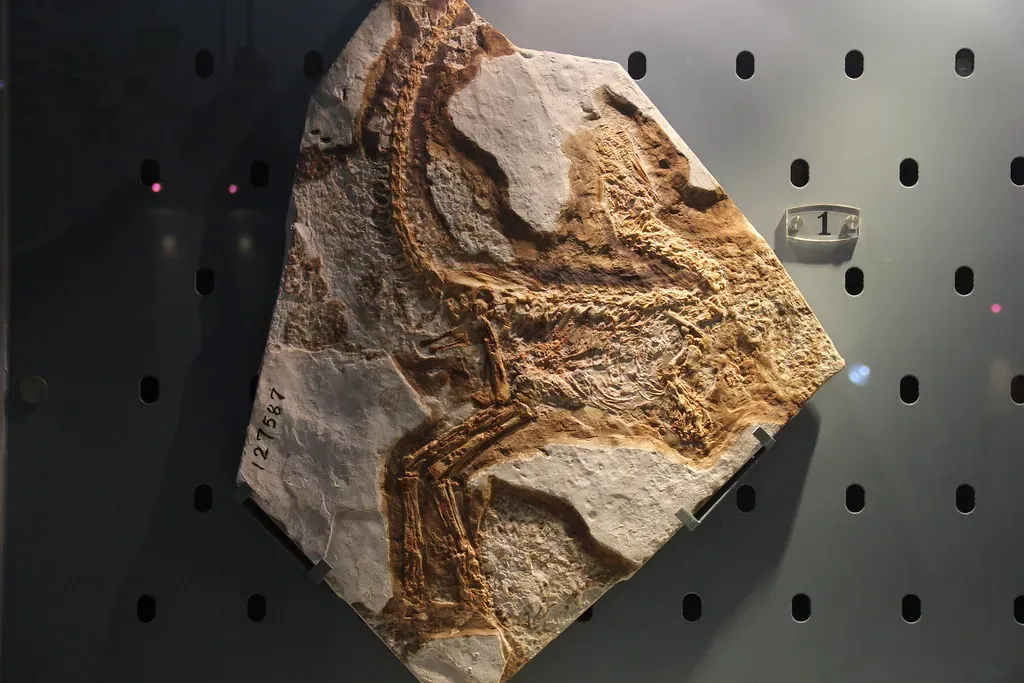 China's Fossil Explosion: A Hidden World Revealed (Image Credits: Flickr)