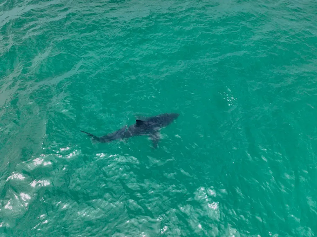 #3 - Drone Footage Just Rewrote the "They're Lurking Offshore" Fear (Image Credits: Unsplash)