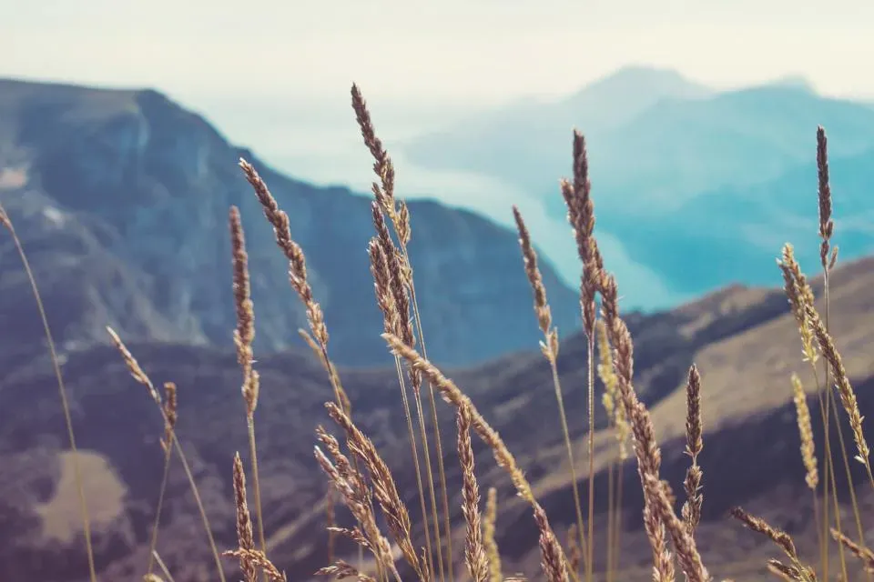 Personality Traits Linked to Loving the Wild (Image Credits: Stocksnap)