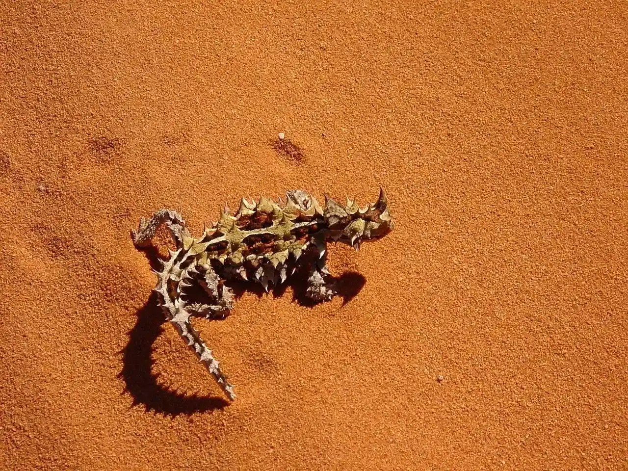 The Thorny Devil's Skin-Based Hydration System (Image Credits: Pixabay)