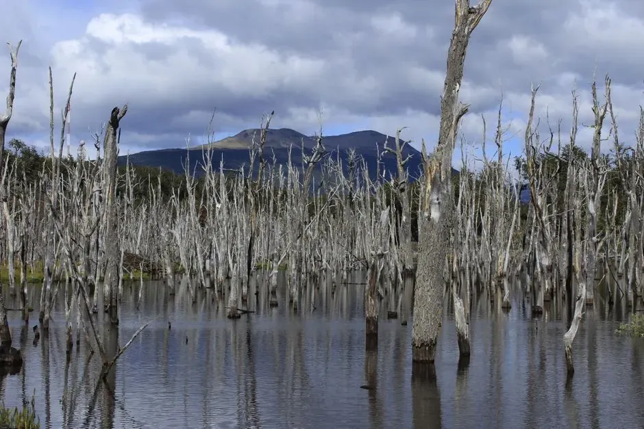 #1 Ancient Trees and Long-Drowned Forests (Image Credits: Pexels)