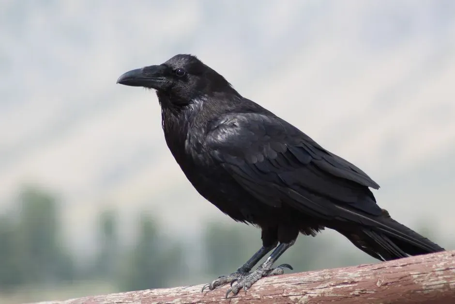 #9 - Masters of Deception (And Counter-Deception) (Image Credits: Pexels)