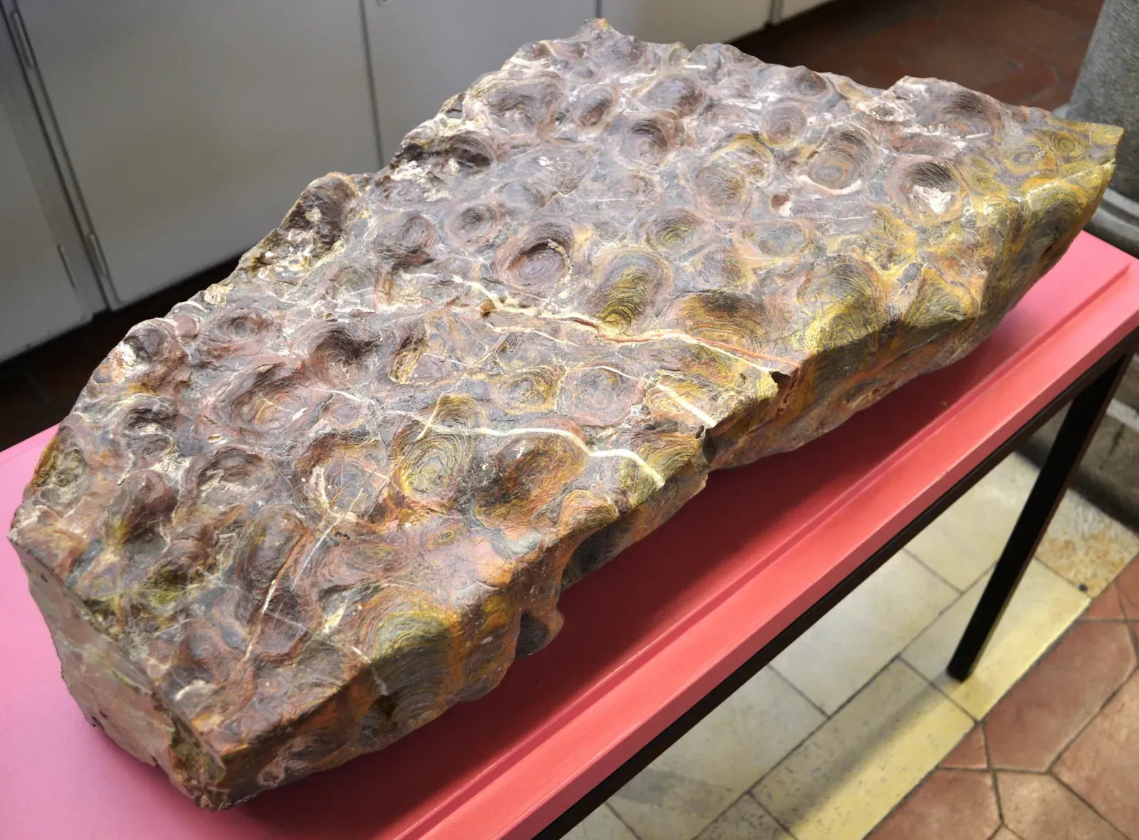 Nevada's Rare Precambrian Soft Tissue Preservation (Image Credits: Wikimedia)