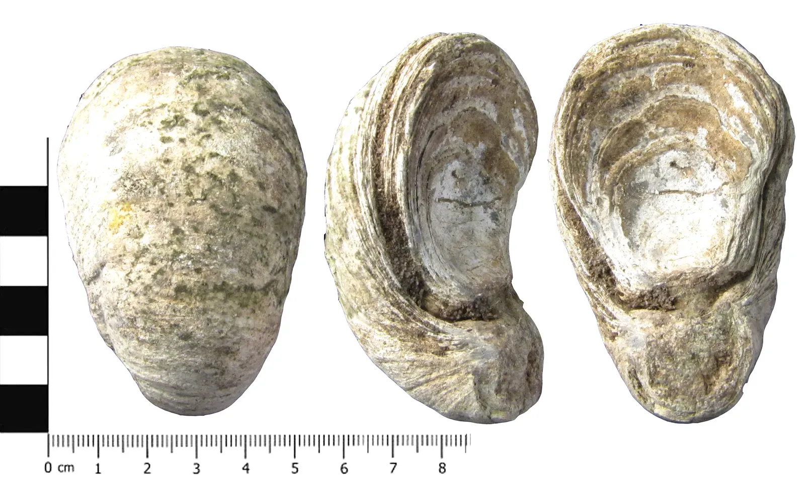 How Fossils Reveal Ancient Survival Strategies in Breathtaking Detail (Image Credits: Wikimedia)