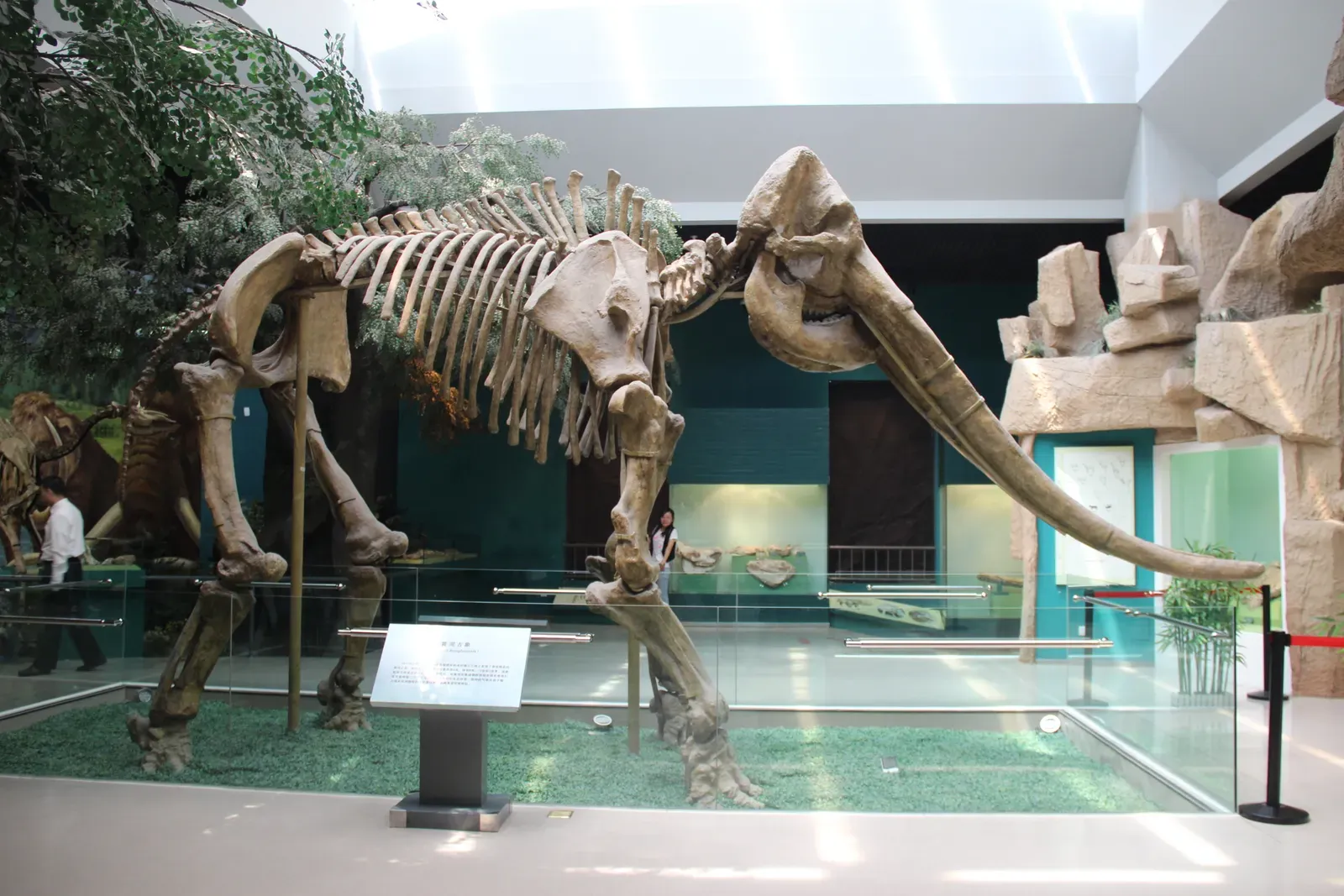 The Lenape (Delaware) and the Grandfathers of the Buffalo (Giant Mastodon Skeleton, CC0)
