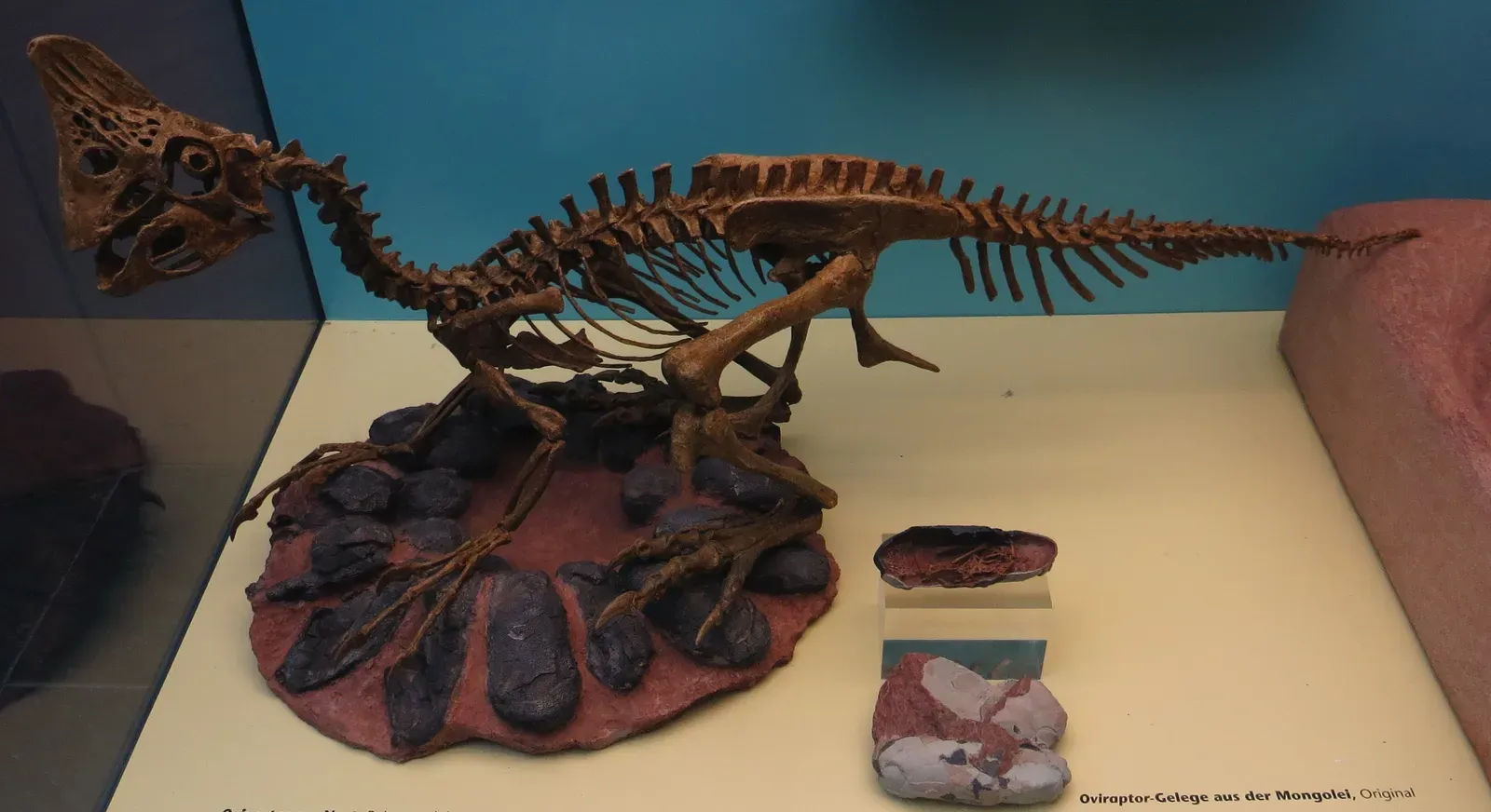 Fossilized in the Act: A Parent Caught Brooding (By Ghedoghedo, CC BY-SA 4.0)