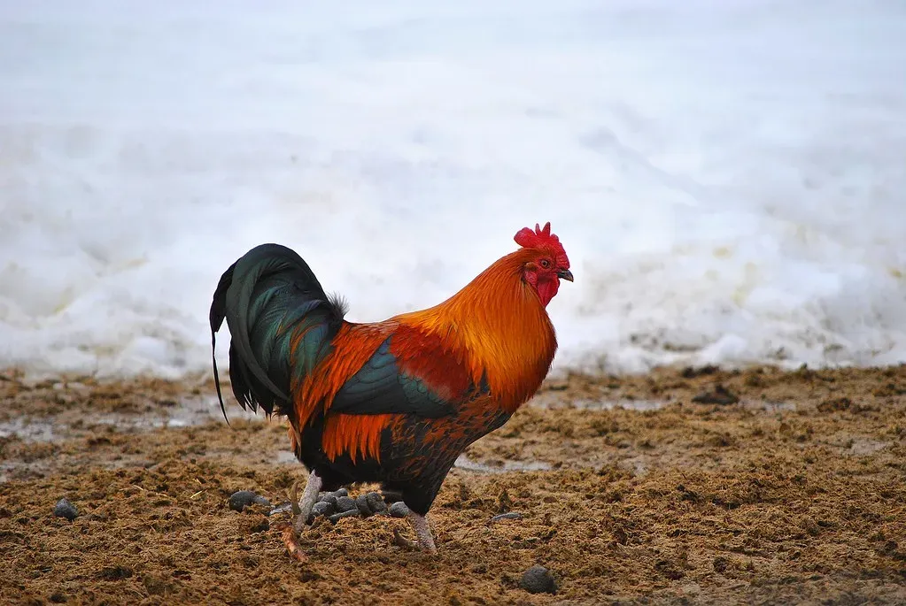10. Rooster: Soften the Edges, Embrace the Imperfect (bagsgroove, Flickr, CC BY-SA 2.0)