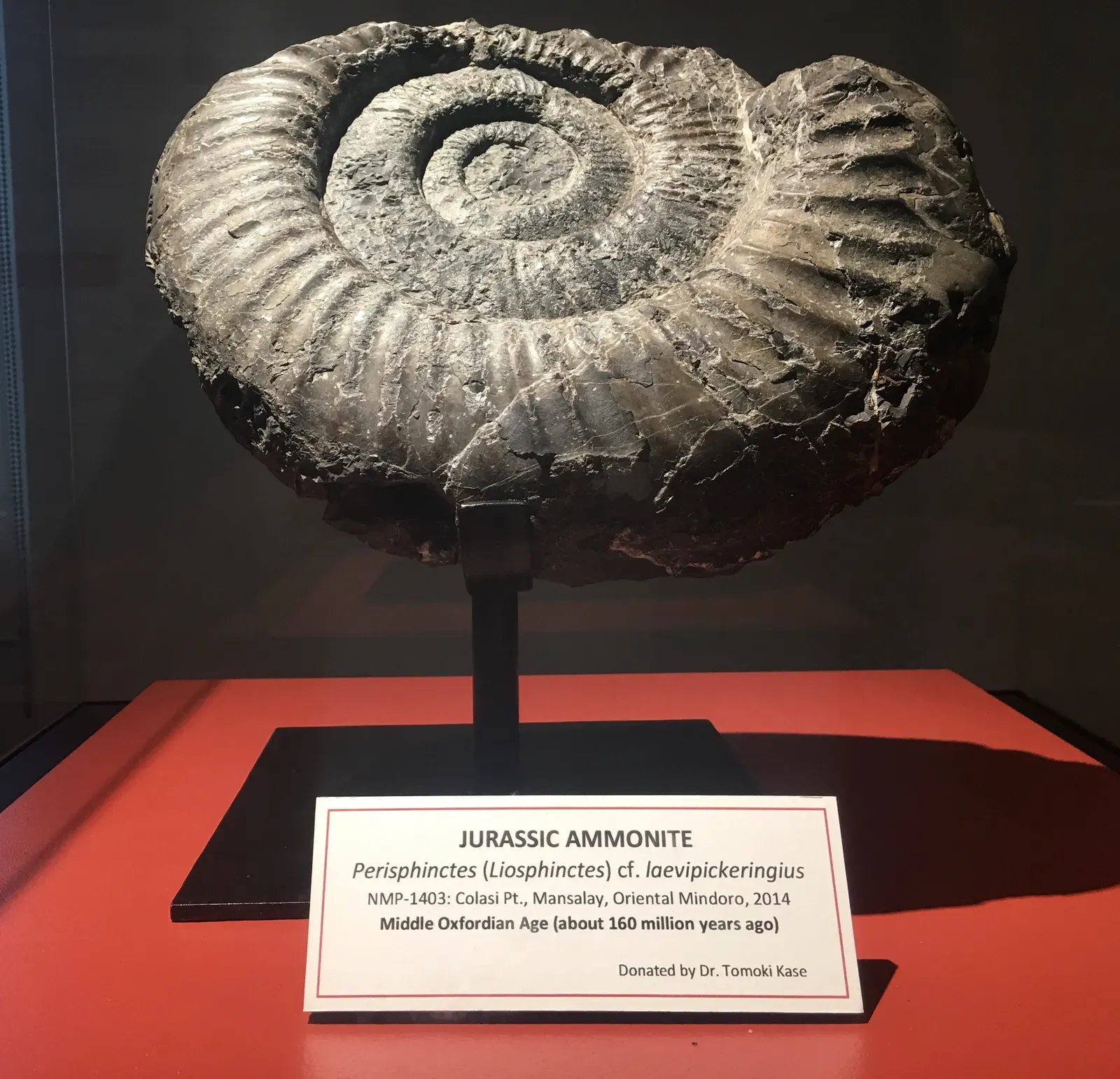 Ammonites, Giant Squid‑Relatives, and the Terror of Tentacles (By Julan Shirwod Nueva, CC BY-SA 4.0)