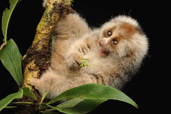 Libra: The Slow Loris (Image Credits: Wikimedia)