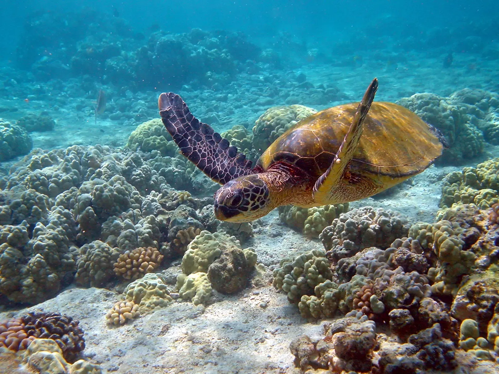 8. Sea Turtle Navigation: Ancient GPS Encoded in Living Creatures (Image Credits: Wikimedia)