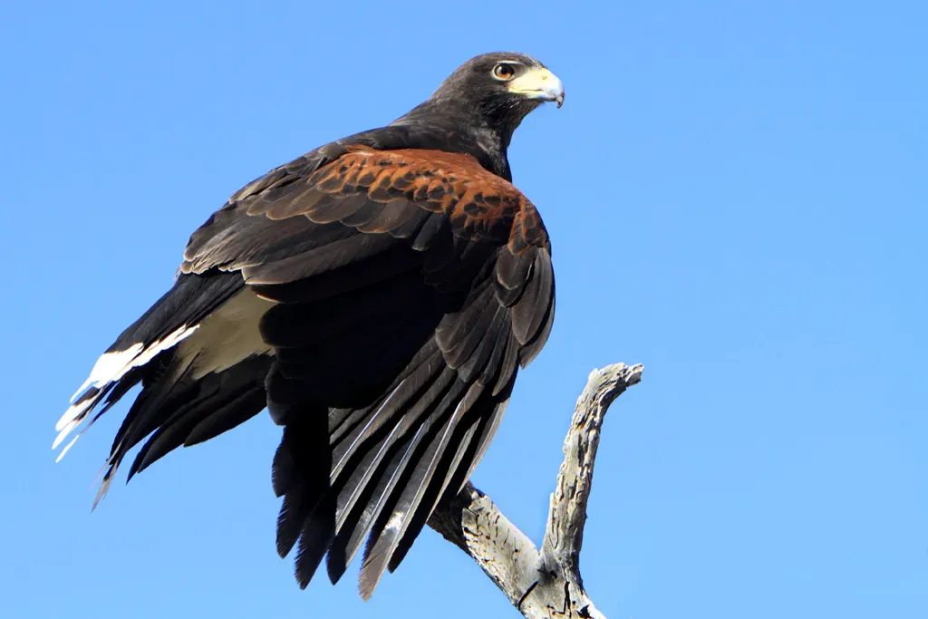 Harris's Hawk: The Raptor That Proved Dinosaur-Style Coordination Lives On (Image Credits: Wikimedia)
