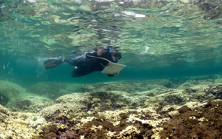 #4 - The Coral Reef Survey That Ended Right Before Bleaching Spiked (By Caitlin Seaview Survey, Public domain)