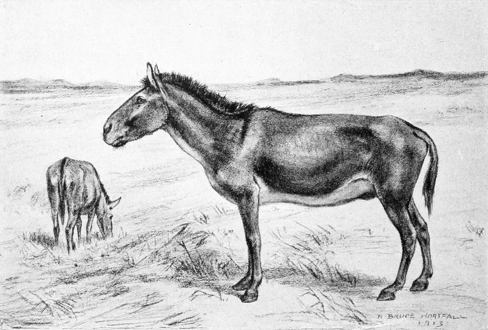 Horses Returned After Seven Thousand Years (Image Credits: Wikimedia)