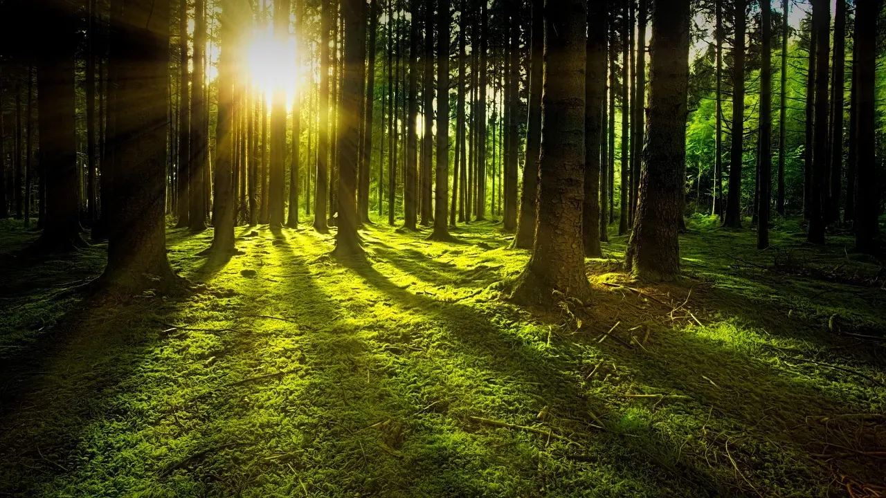Vegetation Shifts After the Giants Departed (Image Credits: Pixabay)