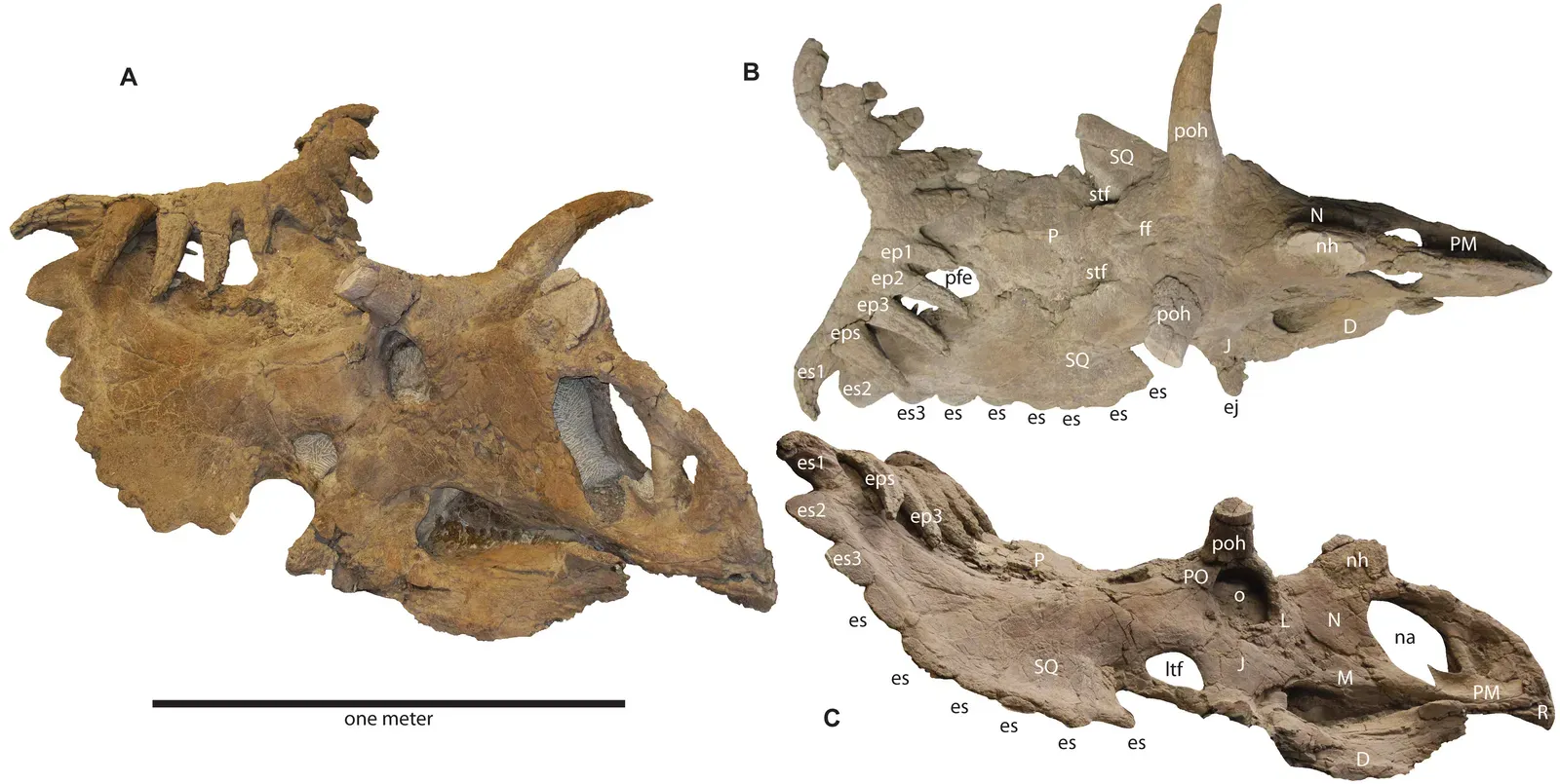 A Skull That Looks Almost Too Weird To Be Real (Sampson SD, Loewen MA, Farke AA, Roberts EM, Forster CA, et al. (2010) New Horned Dinosaurs from Utah Provide Evidence for Intracontinental Dinosaur Endemism. PLoS ONE 5(9): e12292. doi:10.1371/journal.pone.0012292.g005, CC BY 2.5)
