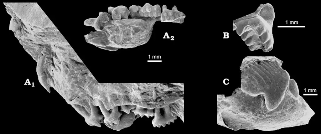The Multituberculates with Self-Sharpening Saw Teeth (Image Credits: Wikimedia)