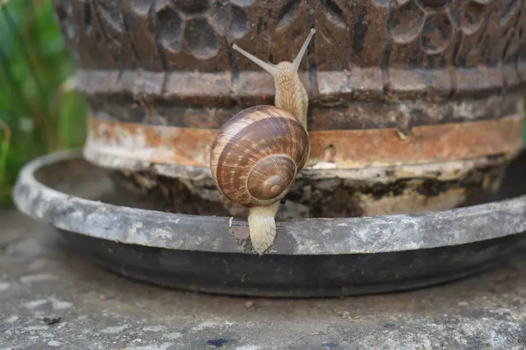 #4 - Snails (The Slow, Loyal Residents) (Image Credits: Unsplash)